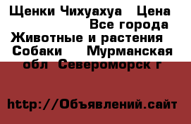 Щенки Чихуахуа › Цена ­ 12000-15000 - Все города Животные и растения » Собаки   . Мурманская обл.,Североморск г.